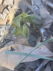 Verbesina virginica