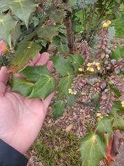 Berberis bealei