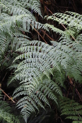 Hypolepis sparsisora