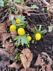 Eranthis hyemalis