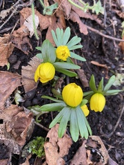 Eranthis hyemalis