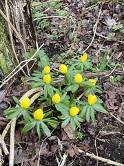 Eranthis hyemalis