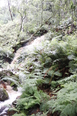 Hypolepis sparsisora