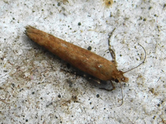 Ypsolopha ustella