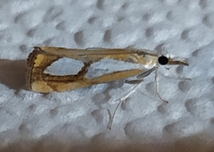 Catoptria pinella