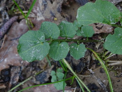 Cardamine amara