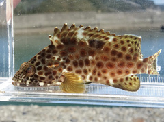 Epinephelus trimaculatus