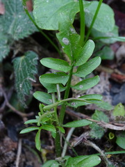 Cardamine flexuosa