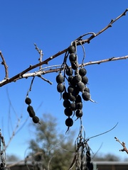 Styphnolobium affine