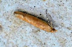 Ypsolopha ustella