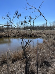 Styphnolobium affine