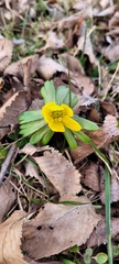 Eranthis