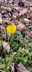 Eranthis