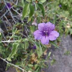 Ruellia californica