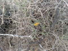 Launaea arborescens