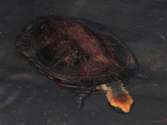 Platemys platycephala