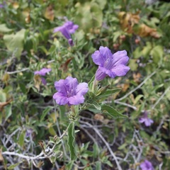 Ruellia californica