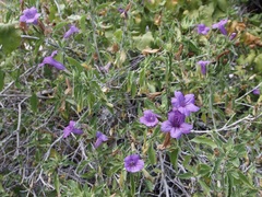 Ruellia californica