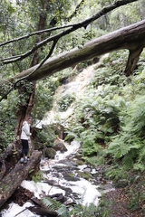 Hypolepis sparsisora