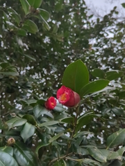Camellia japonica