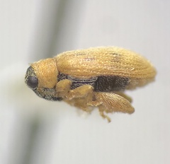 Orchestes steppensis