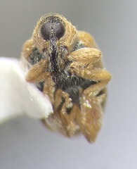 Orchestes steppensis