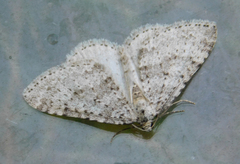 Colostygia multistrigaria