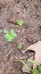 Sanicula crassicaulis