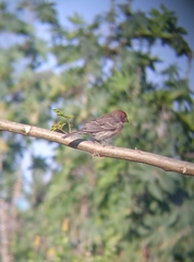 Haemorhous mexicanus