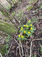 Eranthis hyemalis