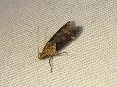 Chionodes mediofuscella