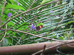 Heliconius erato