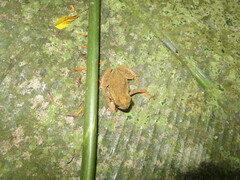Incilius coniferus