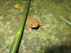 Incilius coniferus