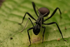 Polyrhachis armata