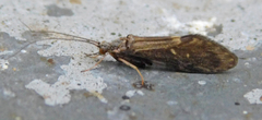 Glossosoma