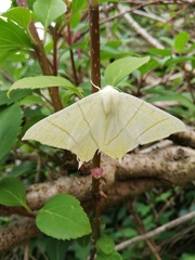Ourapteryx sambucaria