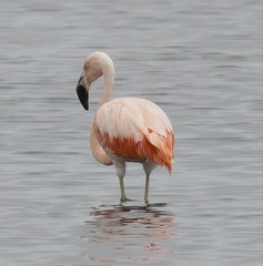 Phoenicopterus chilensis