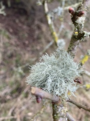 Usnea hirta