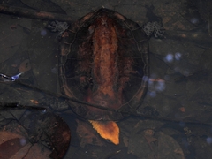 Platemys platycephala