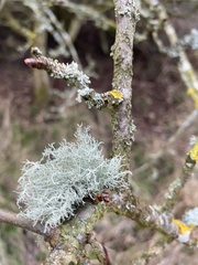 Usnea hirta