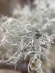 Usnea hirta