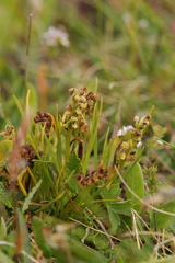 Chamorchis alpina