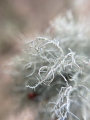 Usnea hirta