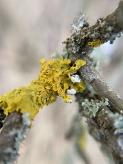 Xanthoria parietina