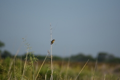 Sporophila ruficollis
