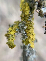 Xanthoria parietina