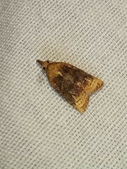 Platynota flavedana