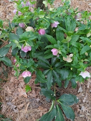 Helleborus orientalis