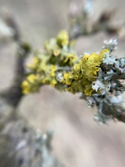 Xanthoria parietina